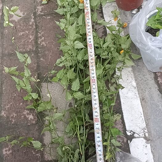 成都棣棠花13杯