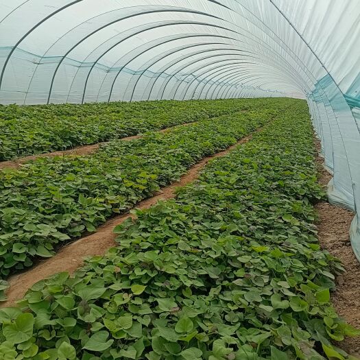 夏津县烟薯25号红薯苗 蜜薯苗 红薯苗  脱毒苗
