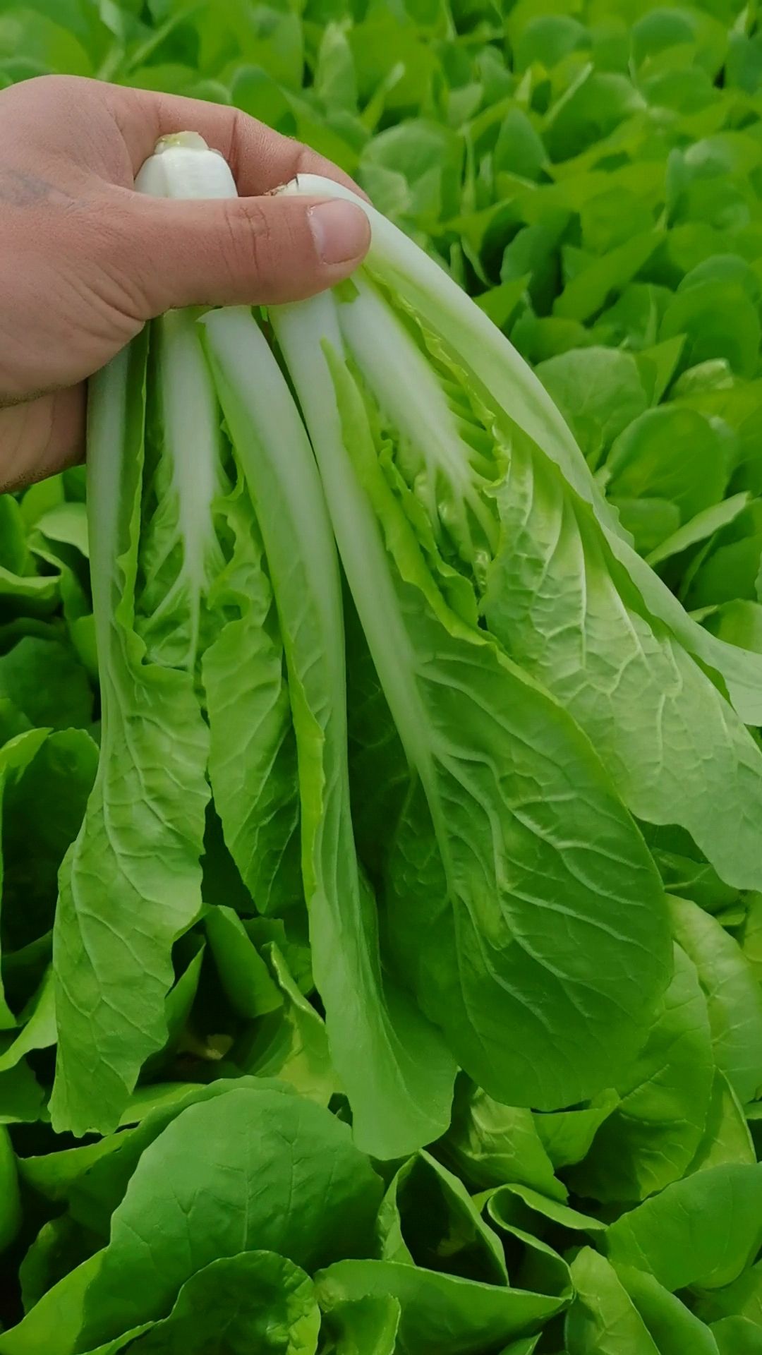 【推荐】曹县纯精品  快菜  奶白菜 大量有货  视频看货
