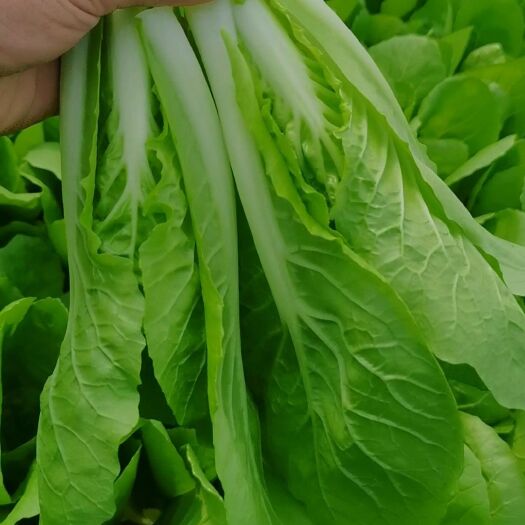 曹县【推荐】曹县纯精品  快菜  奶白菜 大量有货  视频看货