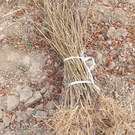 绛县三号高产药用连翘苗，药用连翘苗，药用六号连翘苗产地