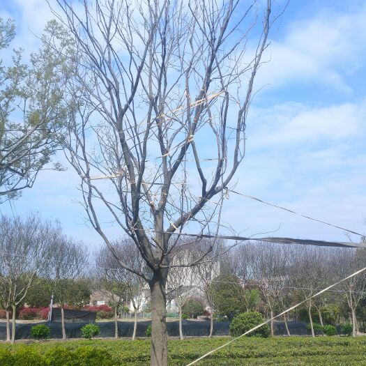 常州27公分朴树