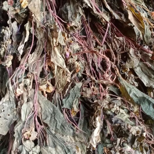 龙陵县风柜草干货