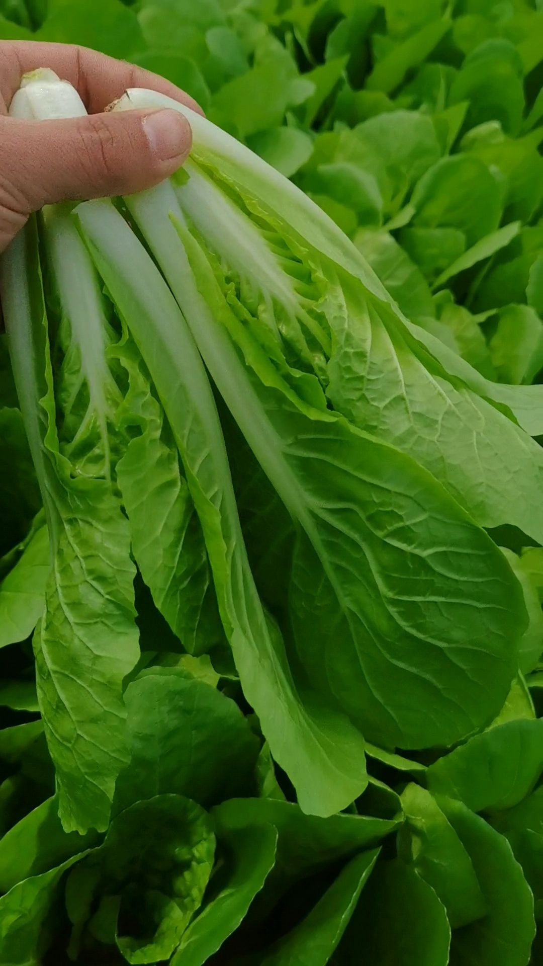 【推荐】曹县纯精品  快菜  奶白菜 大量有货  视频看货