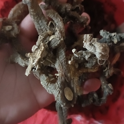 商城县黄精