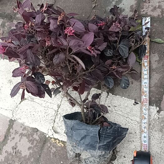 成都红花继木