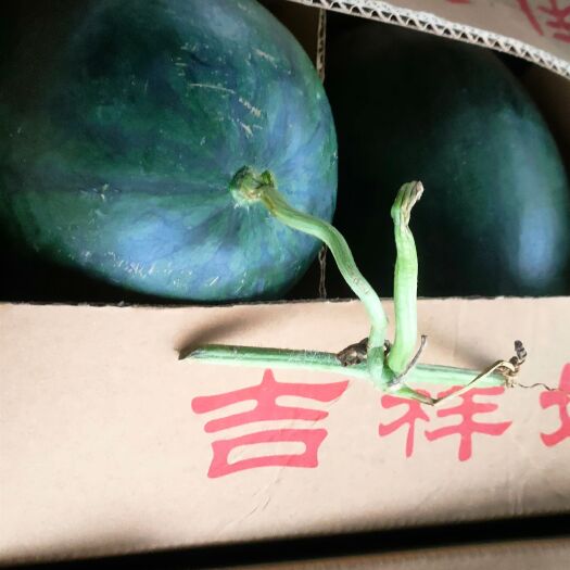 河口县越南黑美人
