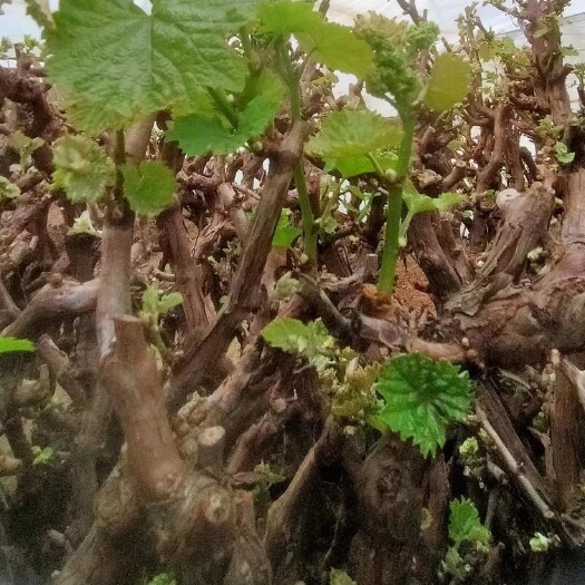北京阳光玫瑰葡萄树苗葡萄苗南方种植北方庭院耐寒果树巨峰无籽葡萄树