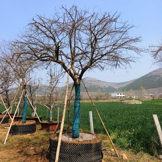 枣庄高干石榴树