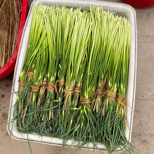 邳州市邳州白帽蒜苔大量上市