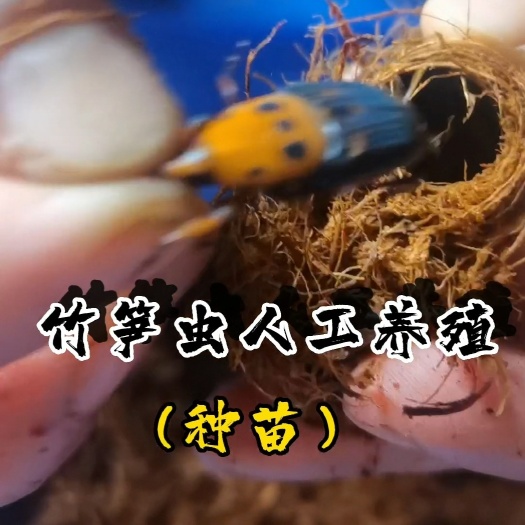 怀集县新鲜出炉的竹笋虫种苗，竹虫人工养殖种苗，大量头婚竹笋虫种苗