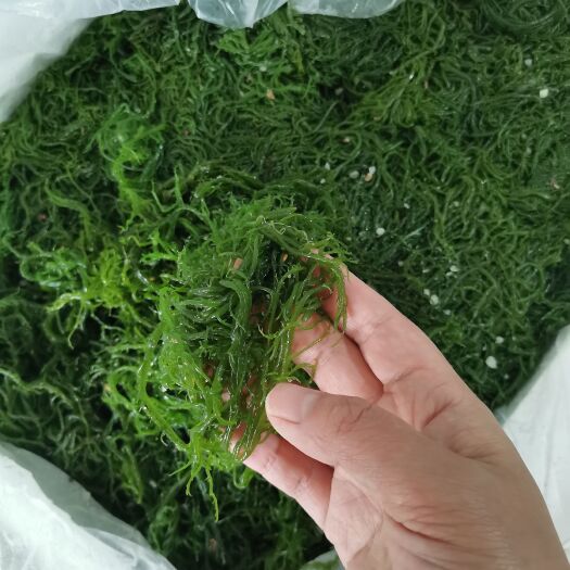 霞浦县海藻龙须菜福建霞浦特产厂家批发凉拌菜