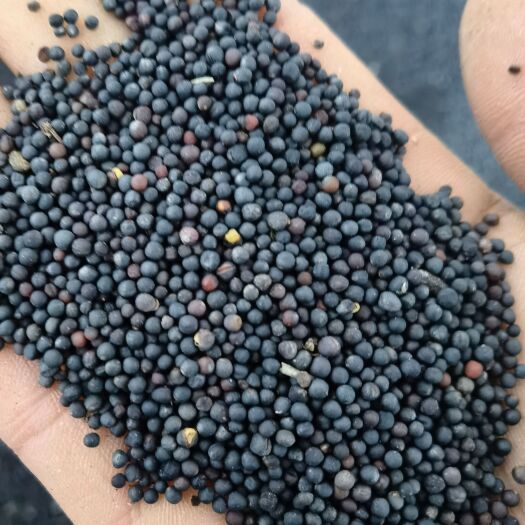 罗平县罗平油菜籽