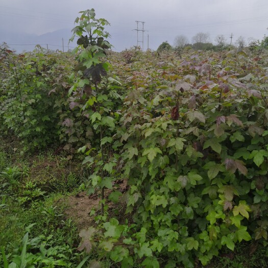安福县一年枫香苗，枫香裸根苗，地径0.3起，江西枫香苗