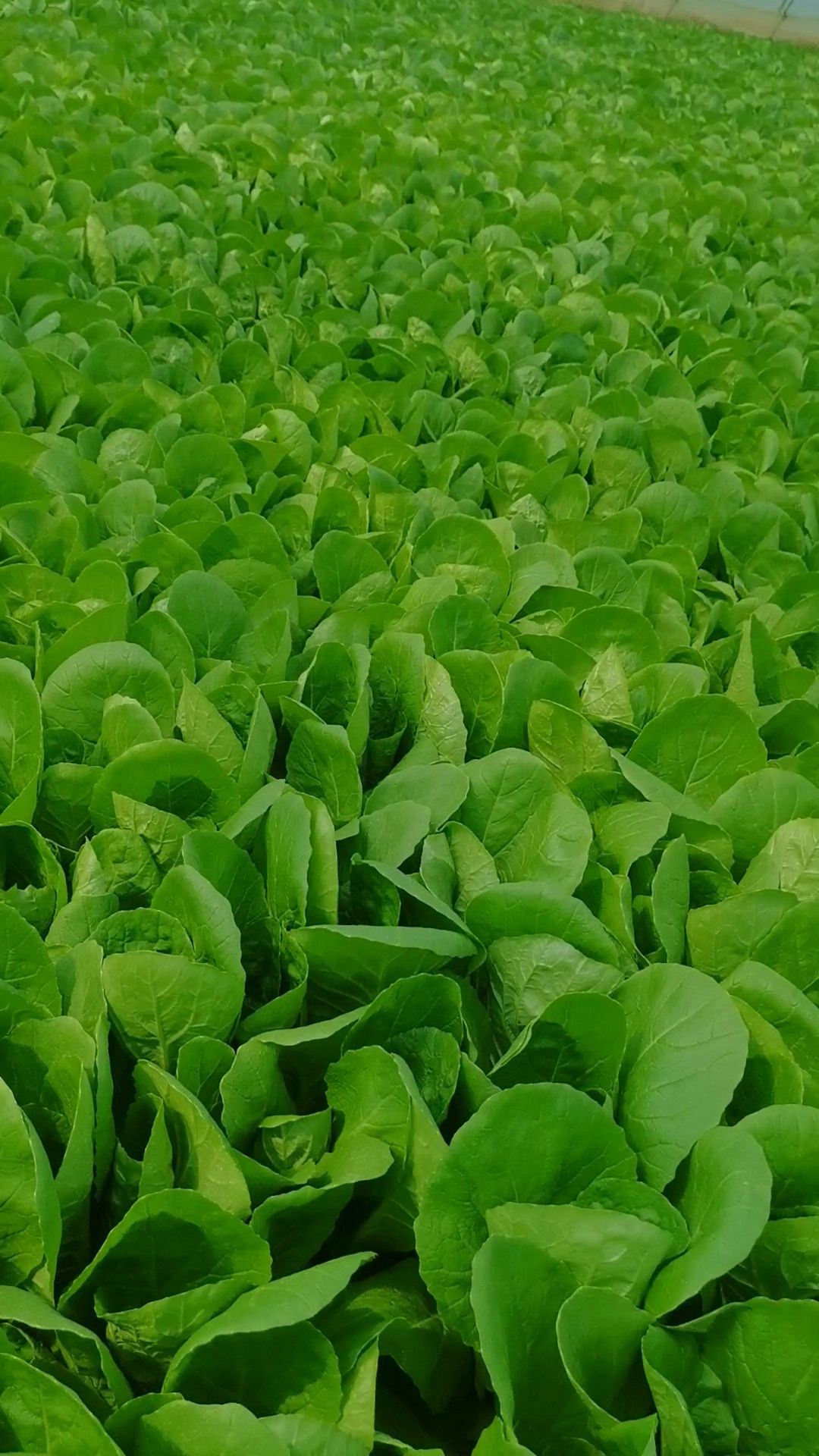 【推荐】曹县纯精品  快菜  奶白菜 大量有货  视频看货