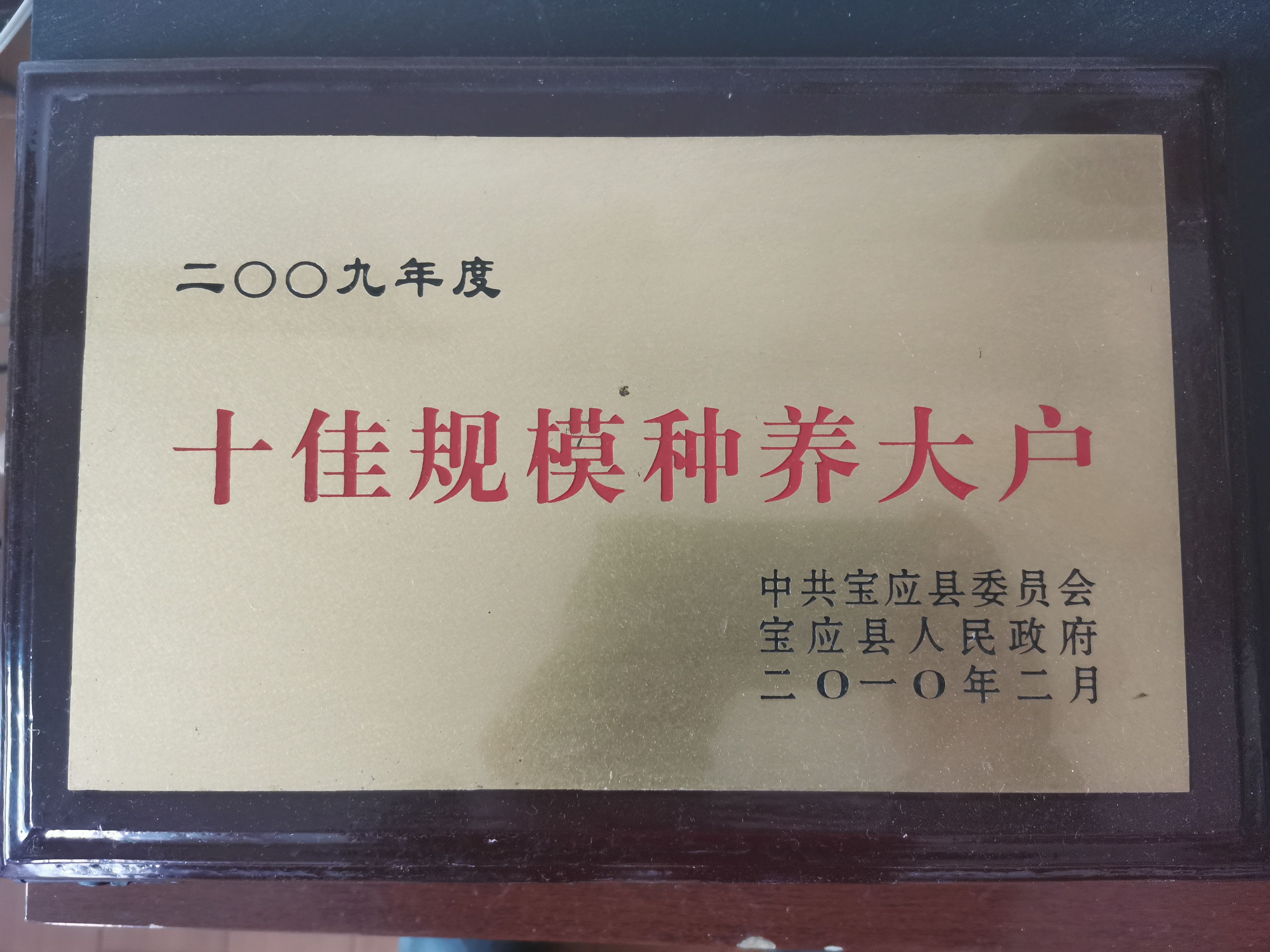 苏北草龟苗未下水干苗6只28.88元