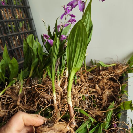 蓝田县纯紫花白芨苗，规格三公分以上