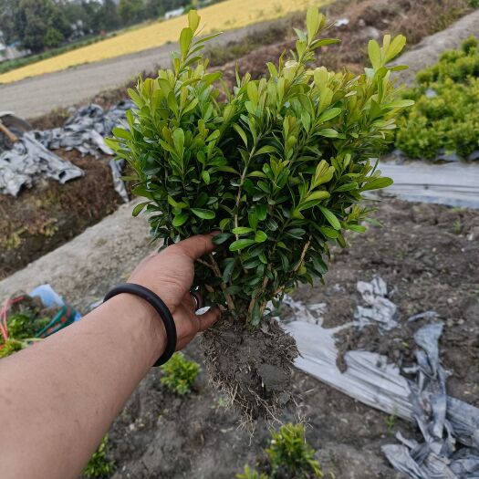 成都瓜子黄杨