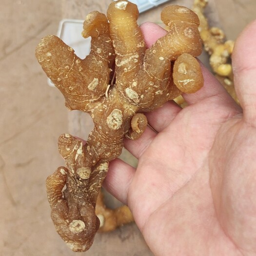 重庆市黄精中大个统货，现货3吨左右