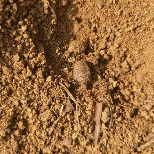 兴仁市地牯牛砂挼子倒行狗子睡虫沙谷牛沙牛蚁狮金沙牛地拱沙猫