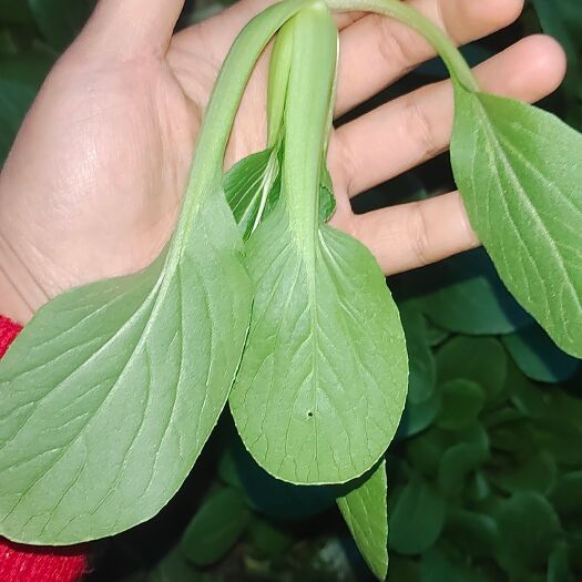 上海鸡毛菜