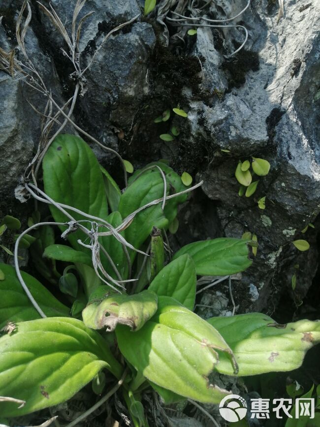 贵州新鲜岩白菜 现采现发岩白菜新鲜天然中药材