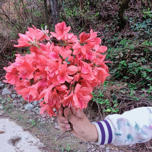娄底映山红，桩丛林造型桩批发