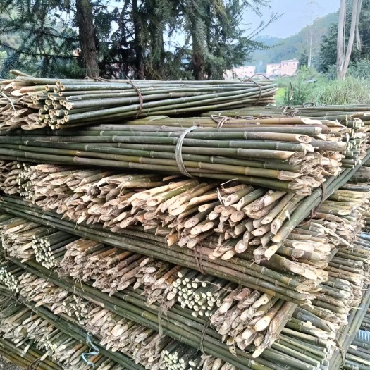 怀集县2.5米苦竹