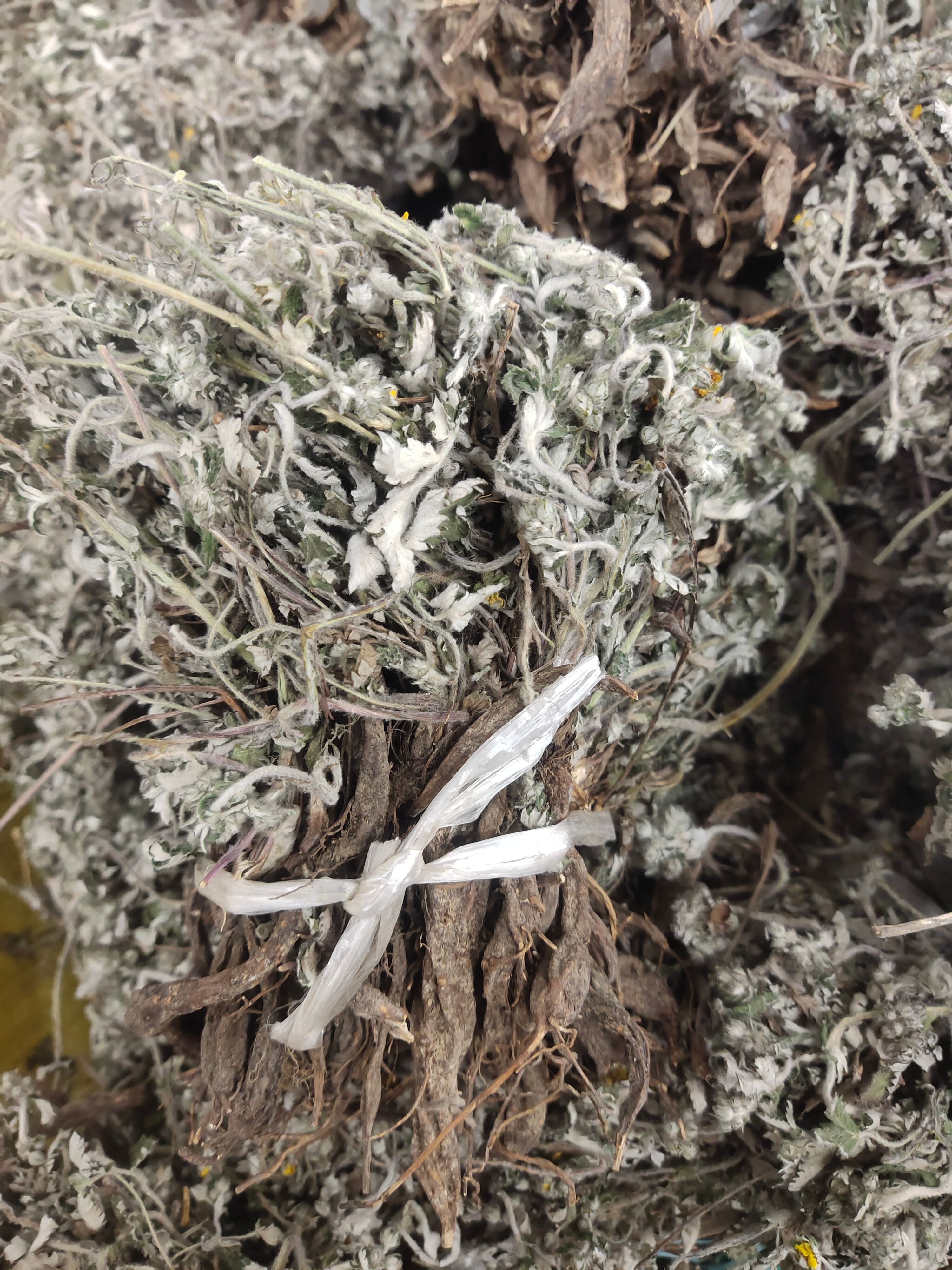 翻白草，正品翻白草