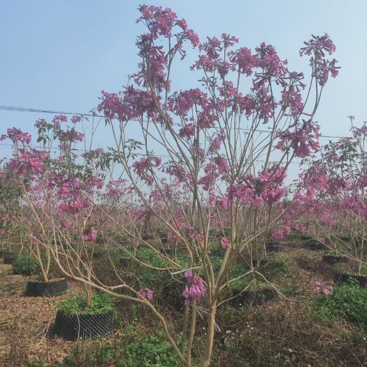 南宁丛生紫花绣球假植苗
