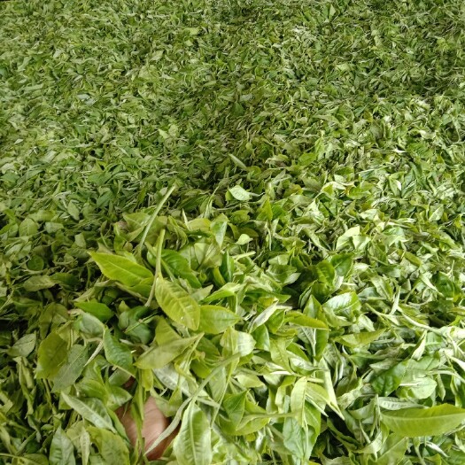 景洪市西双版纳普洱茶批发零售，雪芽白毫白茶大量现货批发走量