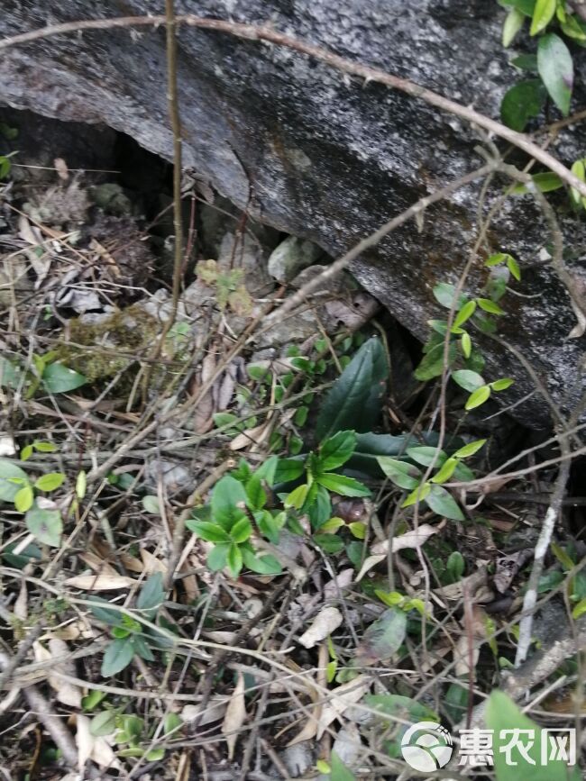 贵州新鲜石吊兰 石豇豆 接骨生 岩泽兰