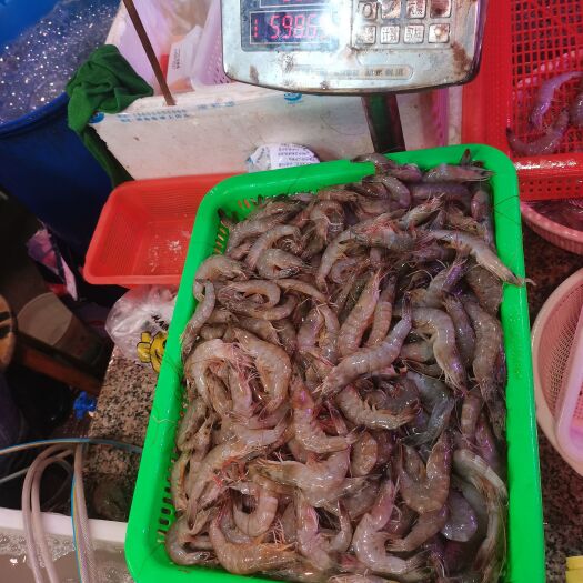 珠海直虾