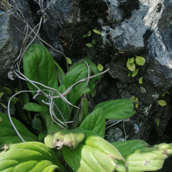 贵州新鲜岩白菜 现采现发岩白菜新鲜天然中药材