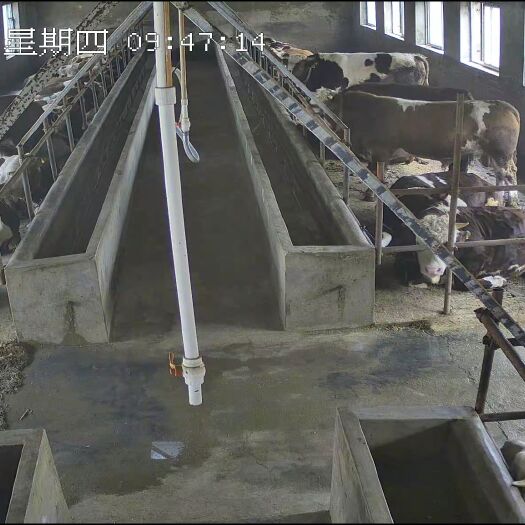 长春西门塔尔肉牛平均1400－1500斤，每斤11.1元。