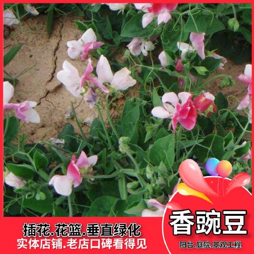 沭阳县香豌豆种子花卉种子春播花种子四季种开花阳台庭院室内易种易活