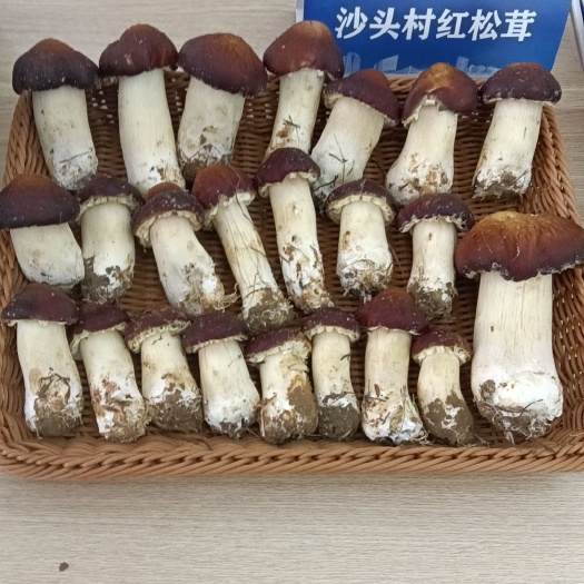 广州红松茸