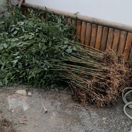 万寿竹