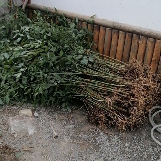 遵义万寿竹