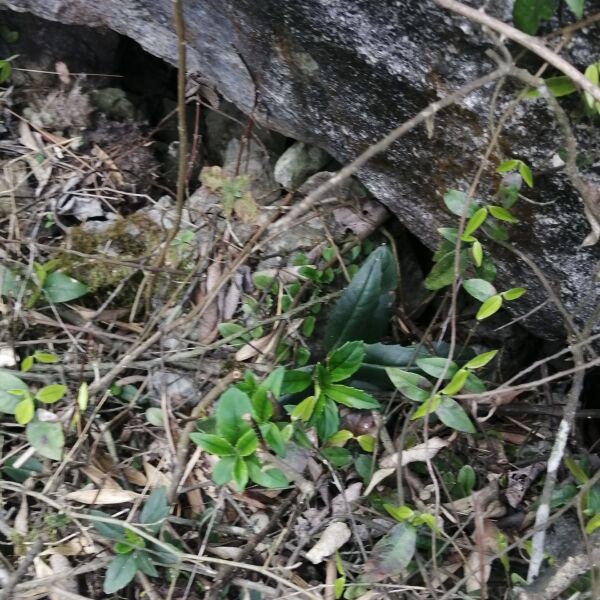 贵州新鲜石吊兰 石豇豆 接骨生 岩泽兰