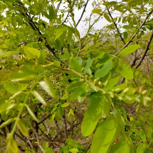 镇平县槐花