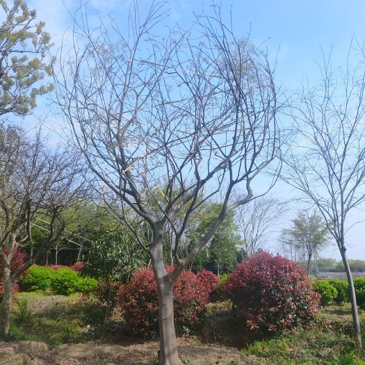 常州24公分朴树