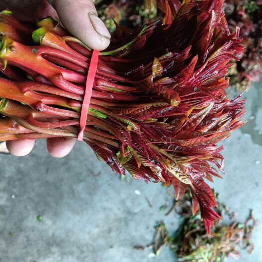 大竹县红油香春芽
