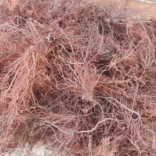 睢宁县茜草根