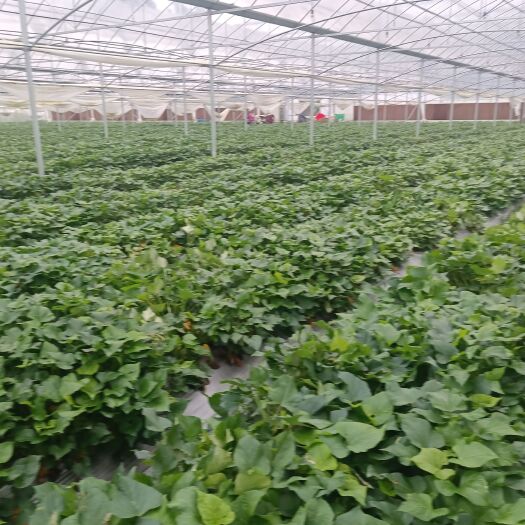 大余县心香红薯种苗