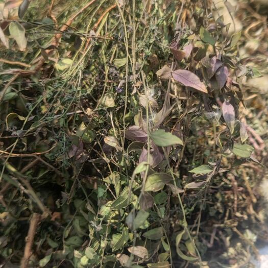郏县马来回 来马回 瓜子金 二月花 辰砂草