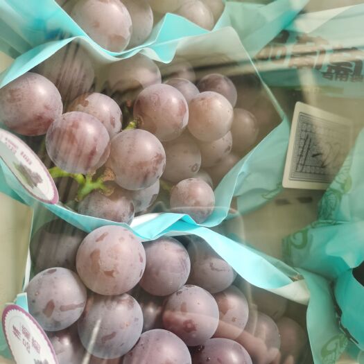 莱西市莱西精品藤稔葡萄