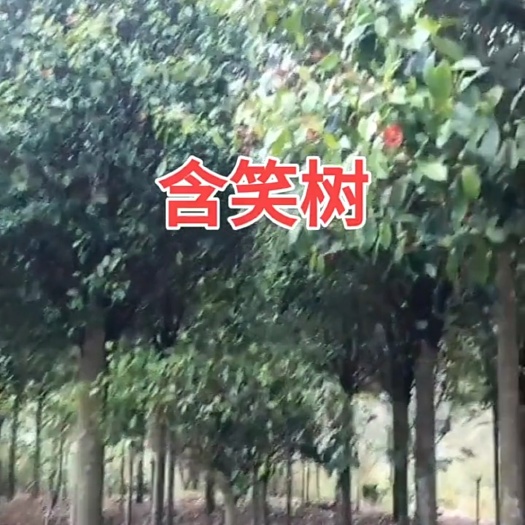 南宁含笑树