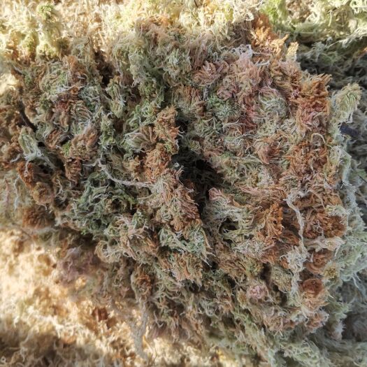 云龙县大量出售水苔