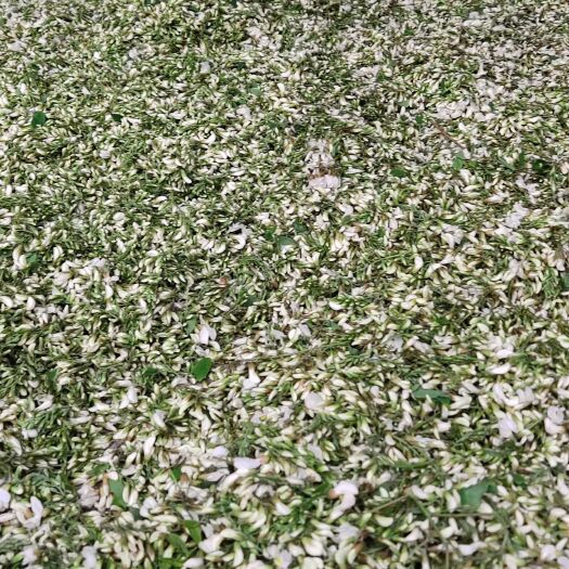 大竹县槐花也上市
